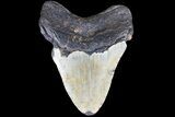 Bargain, Megalodon Tooth - North Carolina #83979-2